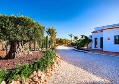 Camino de grava en un jardín mediterráneo con un olivo centenario y una casa blanca